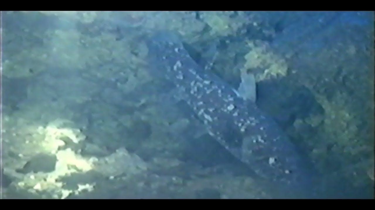 Ancient Creature of the Deep (2003)
