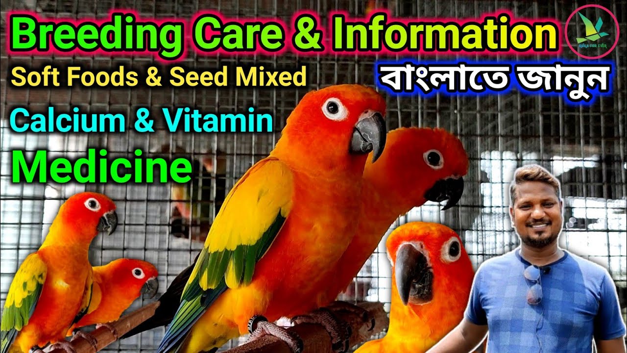 SunConure/PineappleConure Best SoftFood,SeedMixed,Calcium,Vitamin,Medicine & Breeding Information