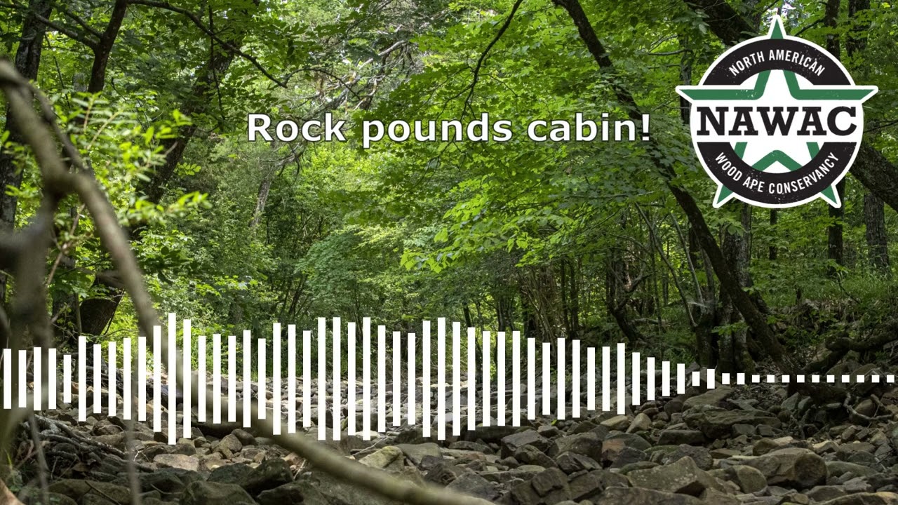 NAWAC Bigfoot/Sasquatch Audio Recordings: Huff, rock pounds cabin