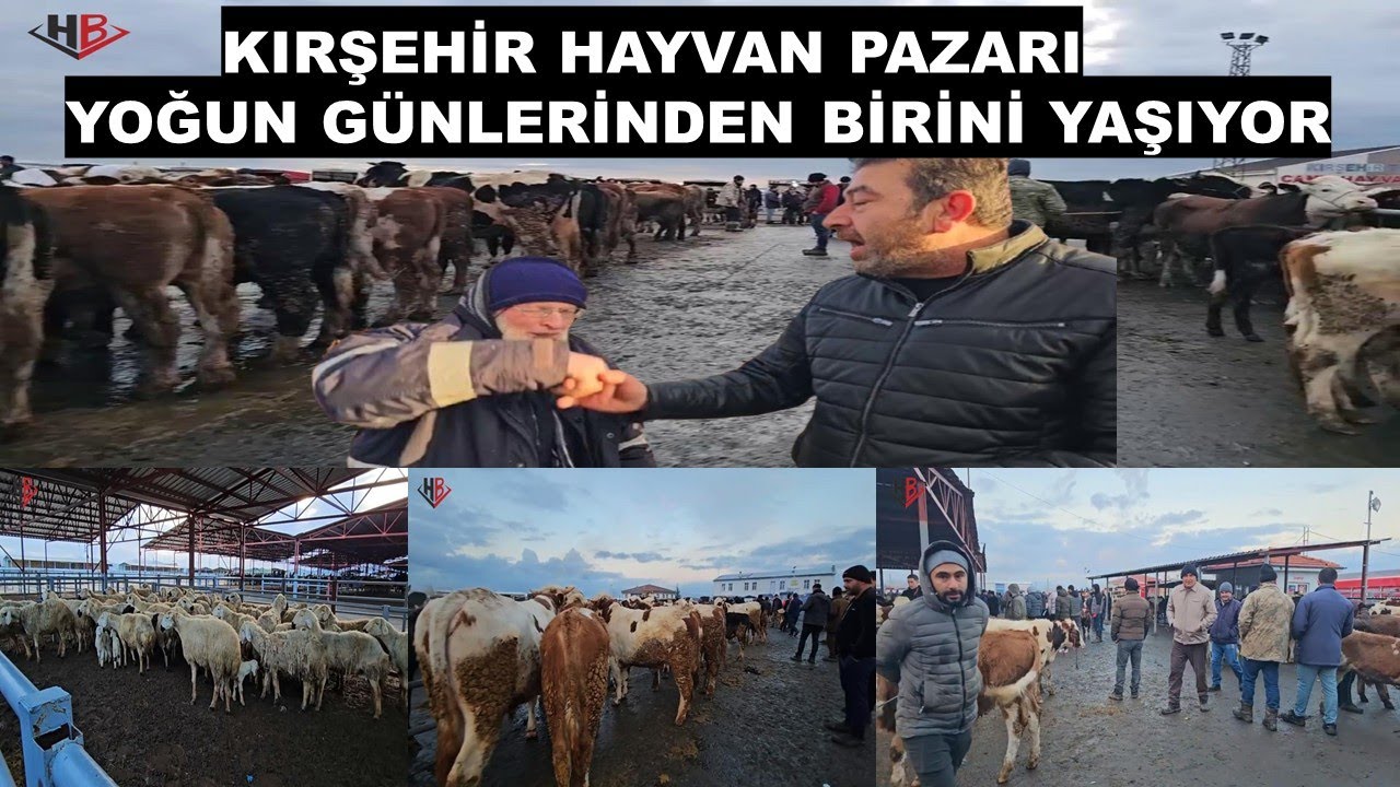 KIRŞEHİR HAYVAN PAZARI YOĞUN GÜNLERİNDEN BİRİNİ DAHA YAŞIYOR