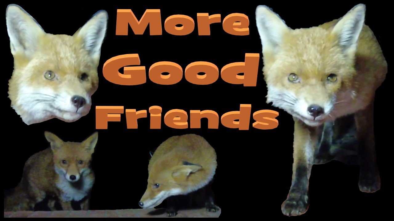 More Good Old Friends!! Feeding Foxes.