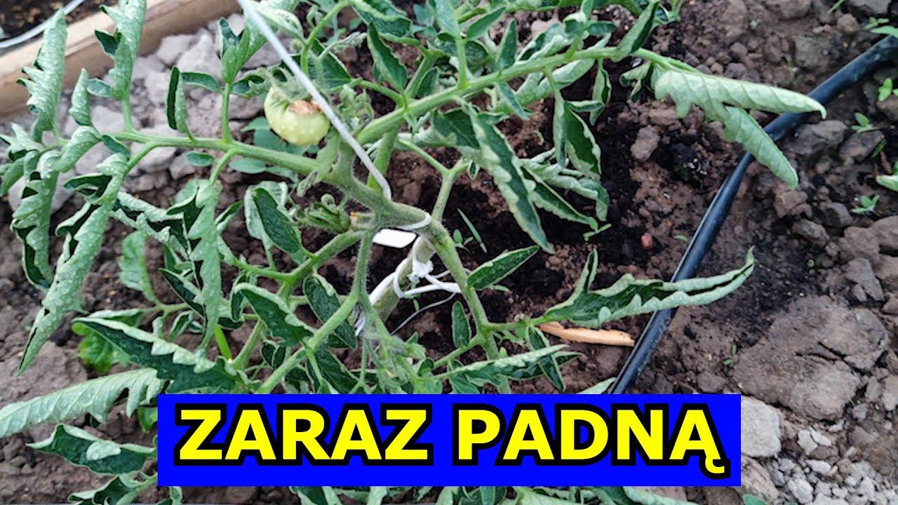 Pomidory Zaraz Padną. Uprawa Pomidor&oacute;w Zagrożona. Zwijanie się Liści Pomidora. Liście Pomidora Rulon