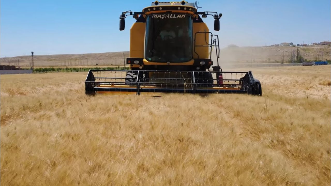 HARMAN 2025 - Ovidio Makarnalık Buğday 930 kg/de 2160p