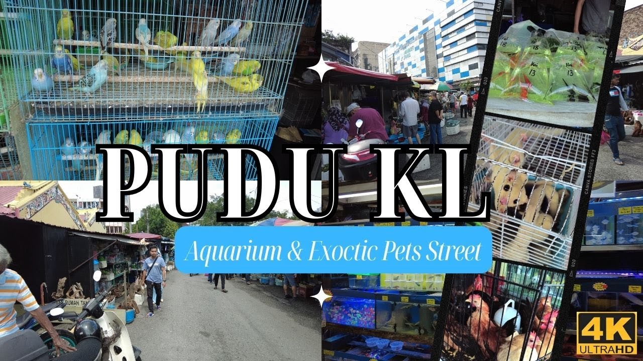 PUDU KUALA LUMPUR | Aquarium & Exotic Pets Street Walking Tour @ Jalan Pasar Baharu [4K]