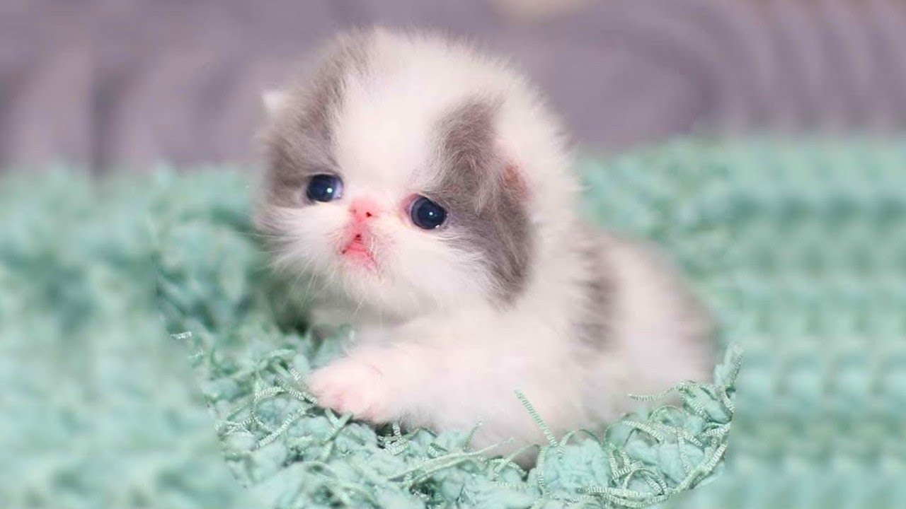 CUTE PERSIAN KITTENS 😍 Persian Kitten Videos AWW