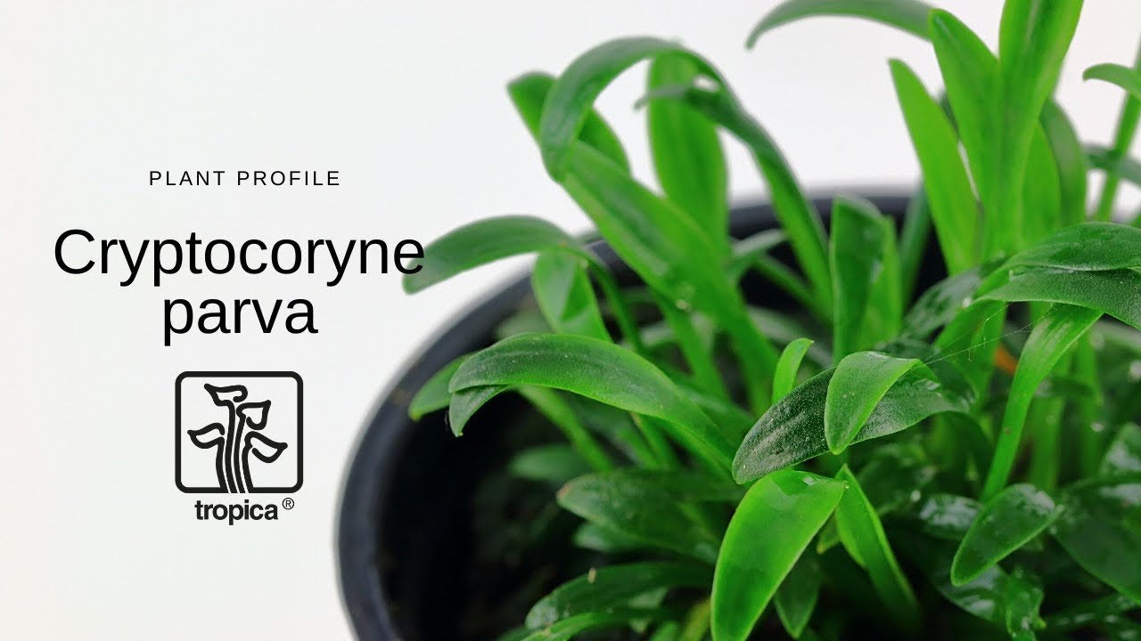 Криптокорина парва