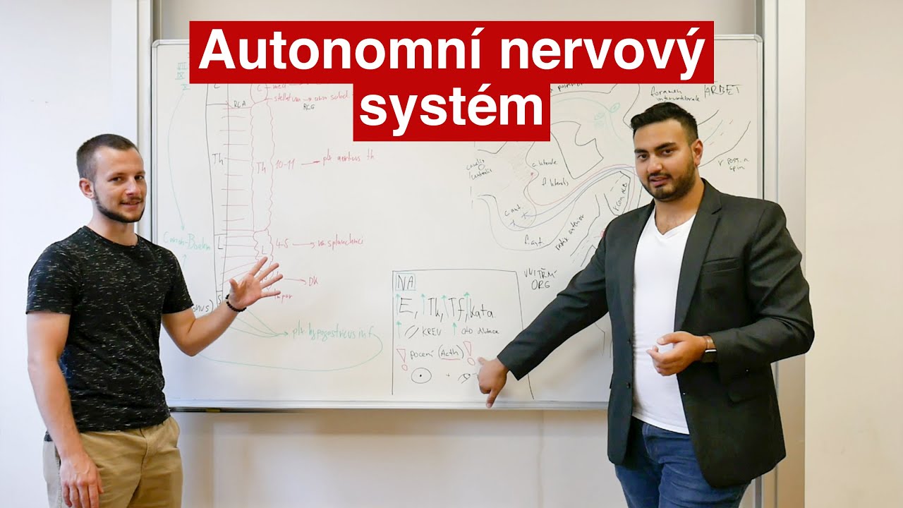 Autonomní nervový systém ...Struktura a funkce lidského těla