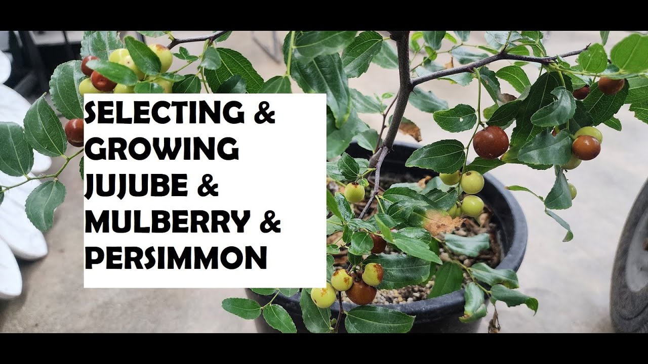 Selecting & Growing Jujube & Mulberry & Persimmon