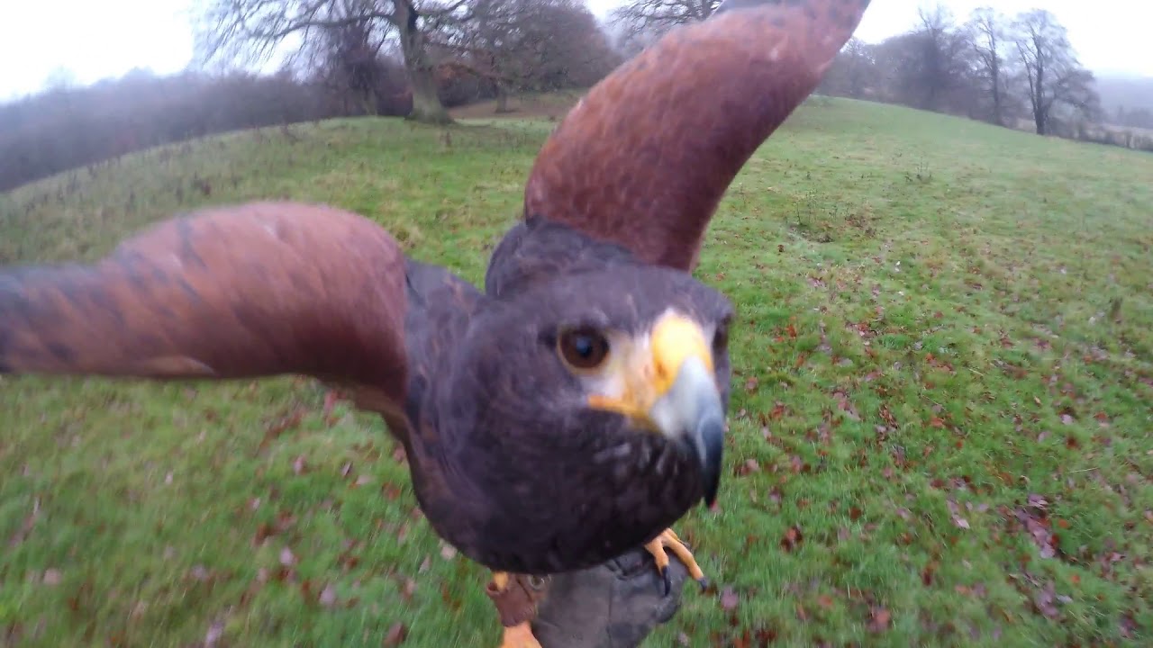 Hunting with Harris Hawks and Ferrets. Season 2020-21. When a Hawk Makes You Wince!