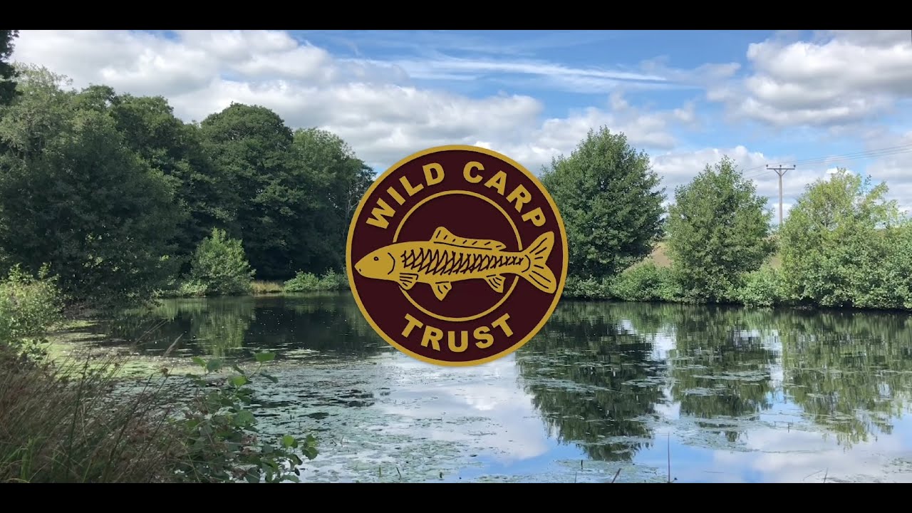 Wild Carp Trust - An Introduction