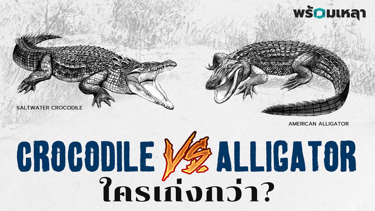 Crocodile vs Alligator เปรียบเทียบสายพันธุ์เพชฌฆาตใต้น้ำ ใครคือราชาแห่งจระเข้?