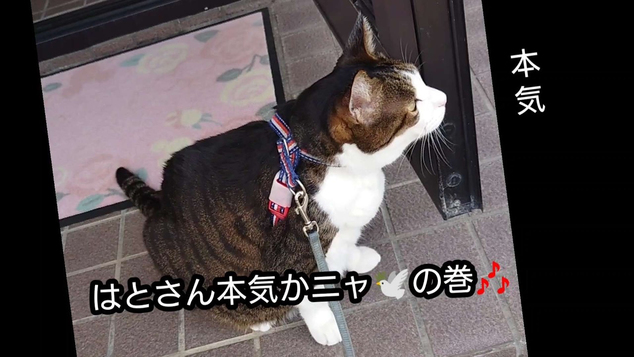 はとさん本気かニャ🕊の巻🎶お散歩猫タロの目の前ニャ🙀本気かニャ❓みんな～🎶こんな事って有るのかニャ❓かわいい猫ちゃんの僕の日常にほんのちょっと共存ニャと😸猫ちゃんの本能がうずくニャが😸みんな我慢ニャ😽