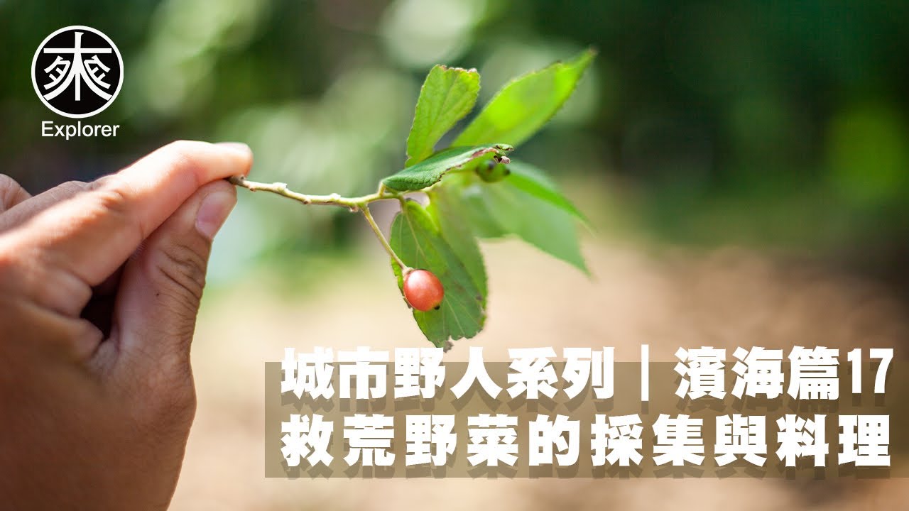 台灣野菜採集與料理17，田菁、倒地鈴、南美假櫻桃、盒果藤、闊葉欖仁、台灣海棗、紅厚殼(瓊崖海棠)、蝶豆花、紅毛草，探路者城市野人｜救荒野菜採集-濱海篇第17集