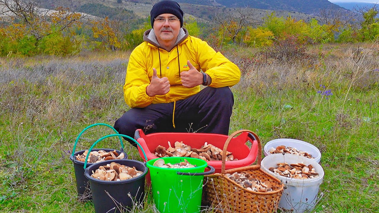 Грибы Крыма. Что за гриб однобочка. Что я собрал в Крыму? Как собирать грибы