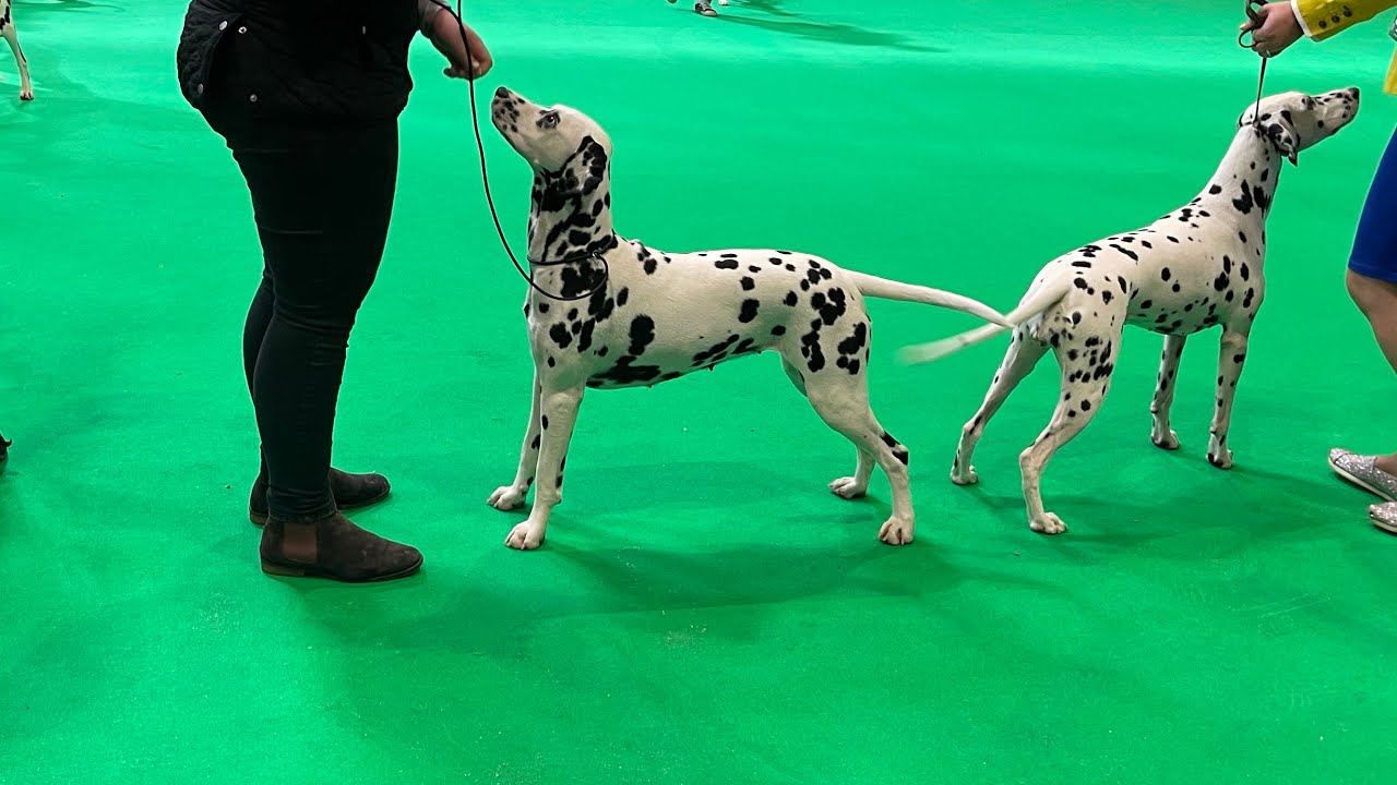 Crufts 2022