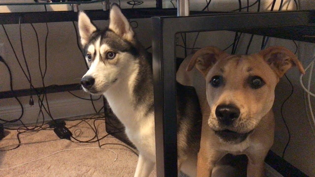My Dogs Hate Keanu Reeves