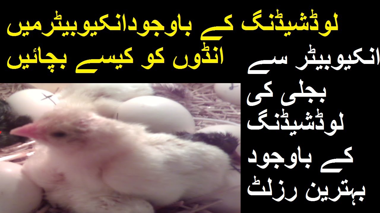 Hatching eggs During Load Shading Of Electricity l Incubation During Power Outage