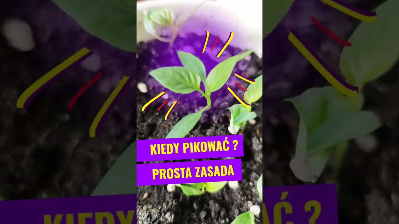 Kiedy pikować? Prosty spos&oacute;b #rozsada #warzywa #warzywnik #ogrodnictwo