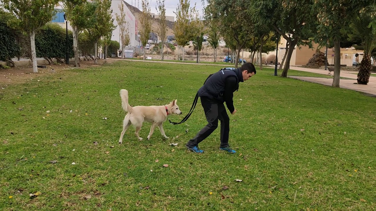 Pasear con tu perro sin tirones. Inicio del paseo ordenado y el 