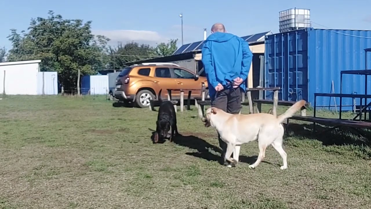 Labrador engedelmes feladatok tanítása kutyakiképzés