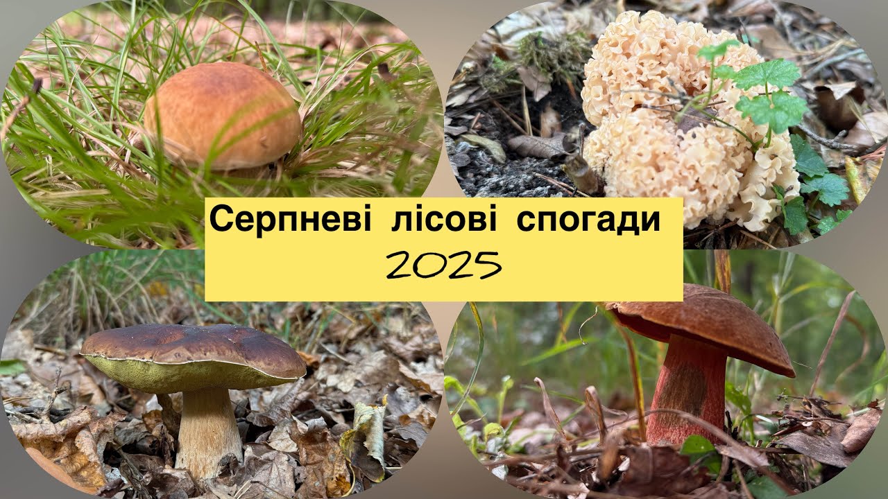 Серпнева прогулянка по гриби ☀️🍁 літні спогади 2025❤️