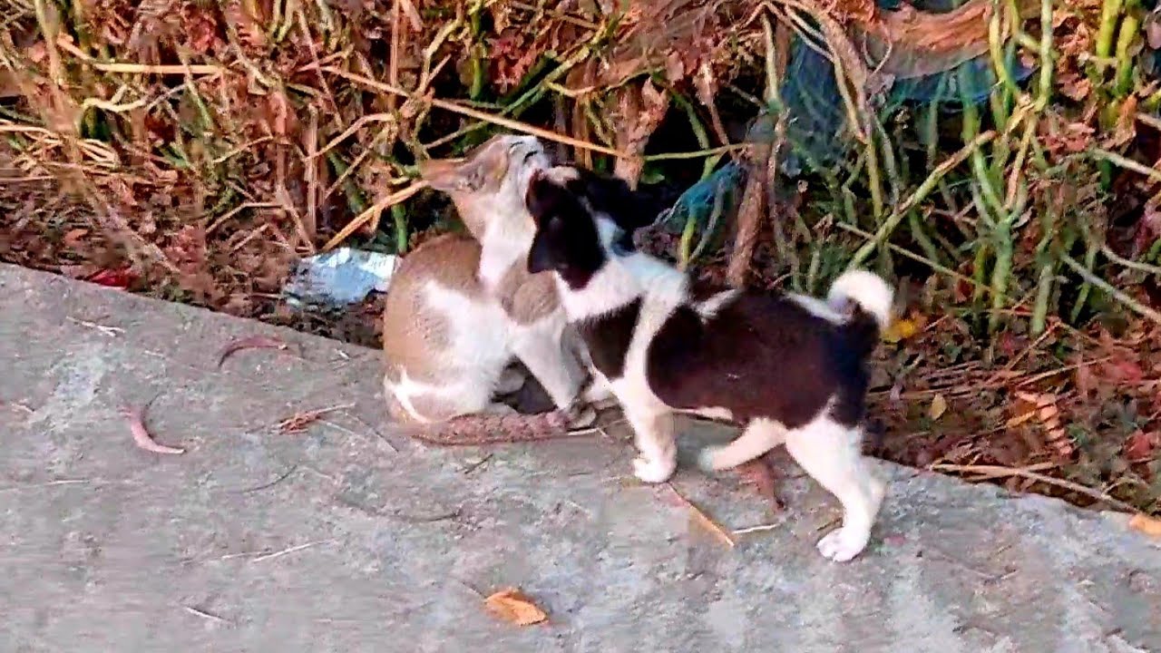 Cute Puppy Funny Dog Videos Compilation ||Cute baby kittens meowing #catvideo #animals #funnyanimals