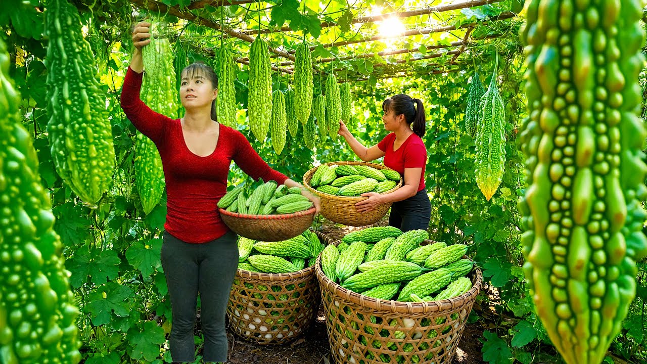 TIMELAPSE -- Harvest 1000+ Giant Bitter Gourd, Go to Market Sell & Buy Net Around The Chickens