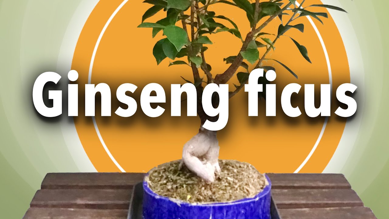 Current status of my ginseng Ficus microcarpa, September 2022