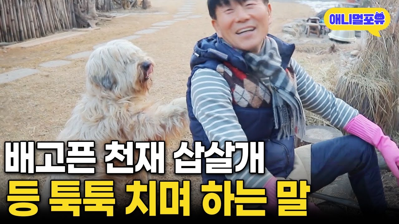 동네 주민에게 받아 온 삽살개, 알고 보니 천재견이다 I KBS 동물극장 단짝 230128 방송