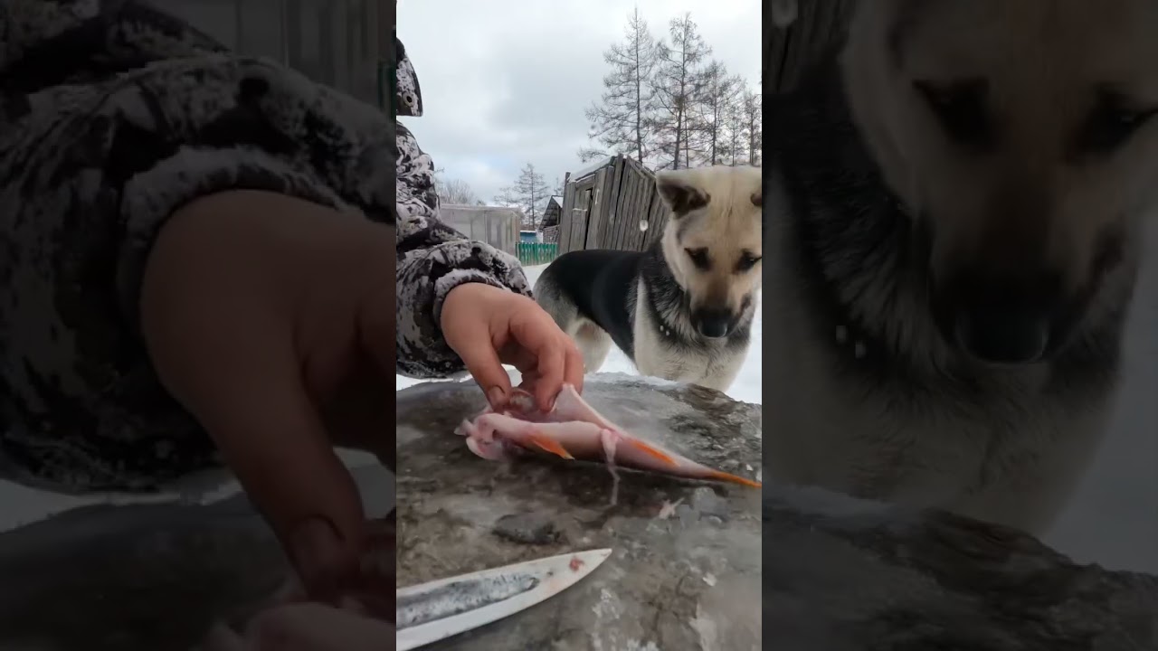 Cooking perch on the grill😋 / Приготовление окуня на гриле😋