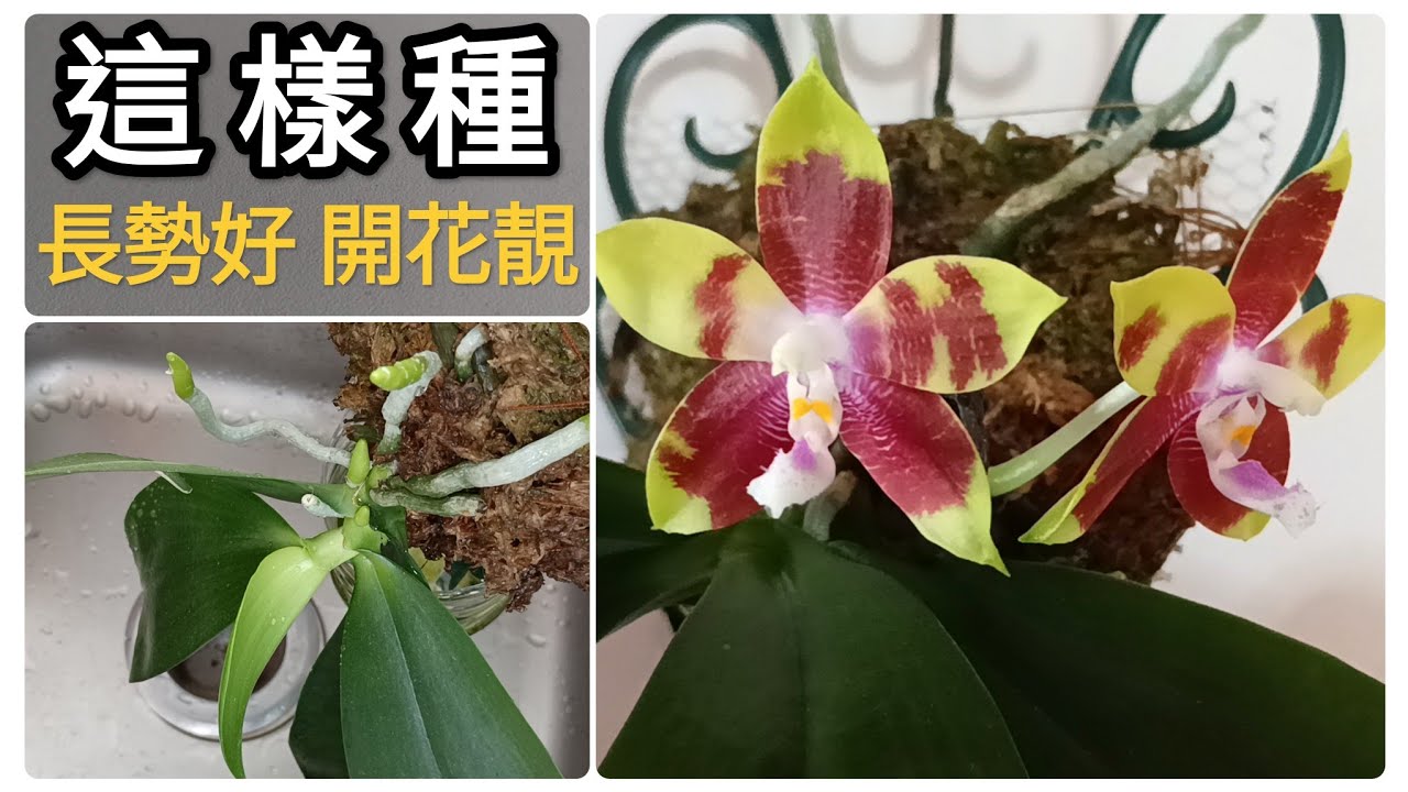 原生種蝴蝶蘭花好美 這樣的種植方法 長勢好 管理簡單26/6/2023