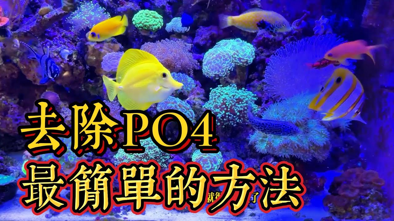 快捷簡單去PO4的方法. 絕密養魚民間偏方. 一定要看到最後哦！