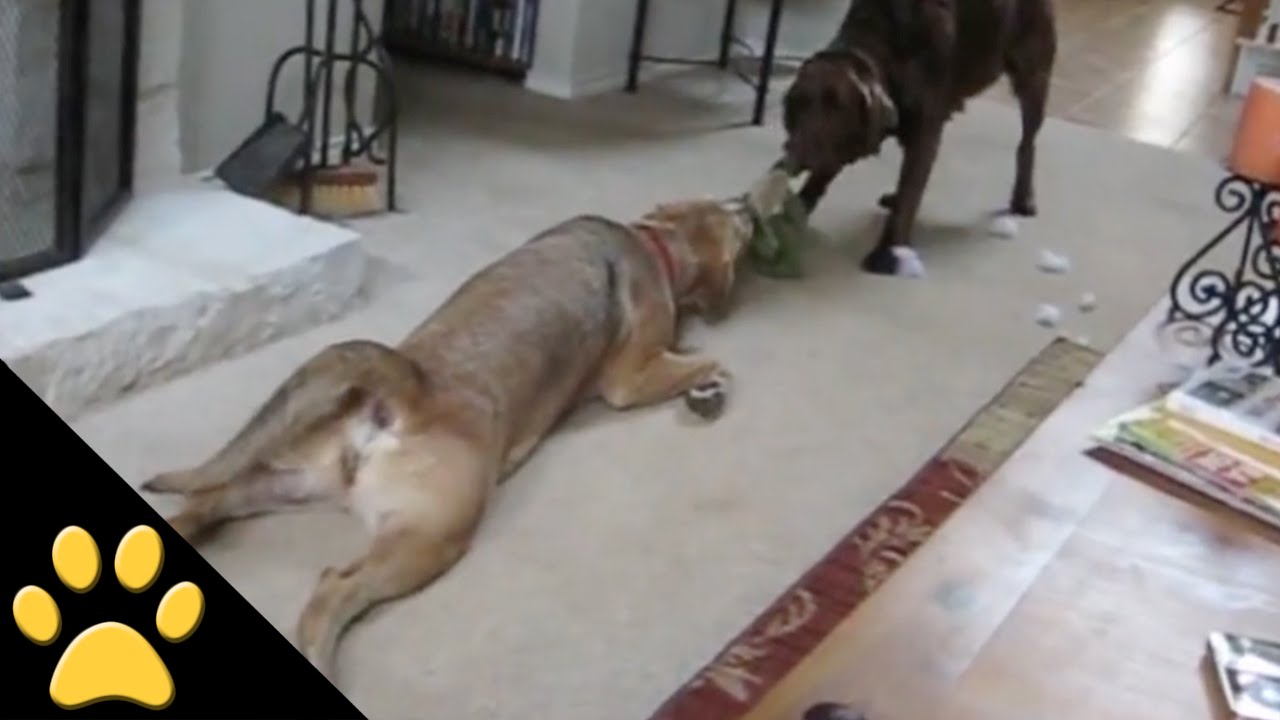 Lazy Dogs: Compilation