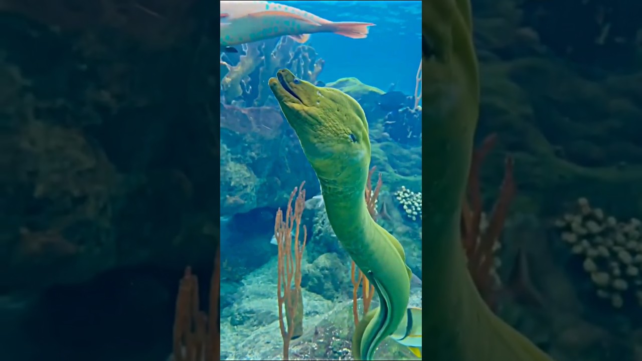 Electric fish ⚡ power