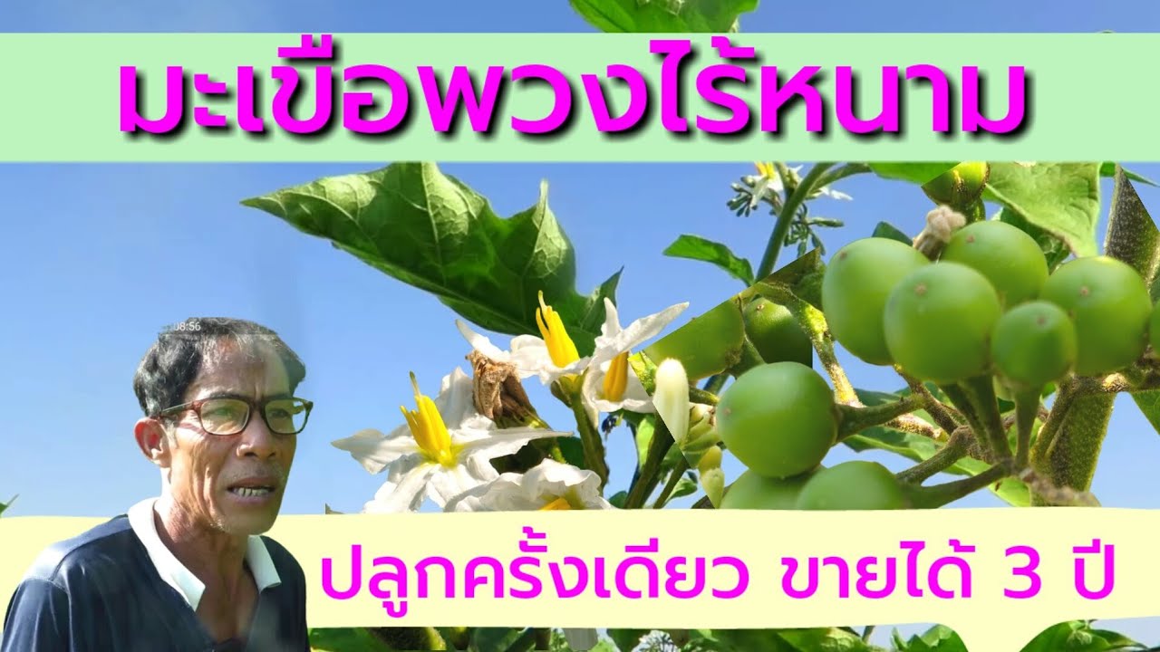 มะเขือพวงไร้หนาม ปลูกครั้งเดียว เก็บขายได้ 3 ปี