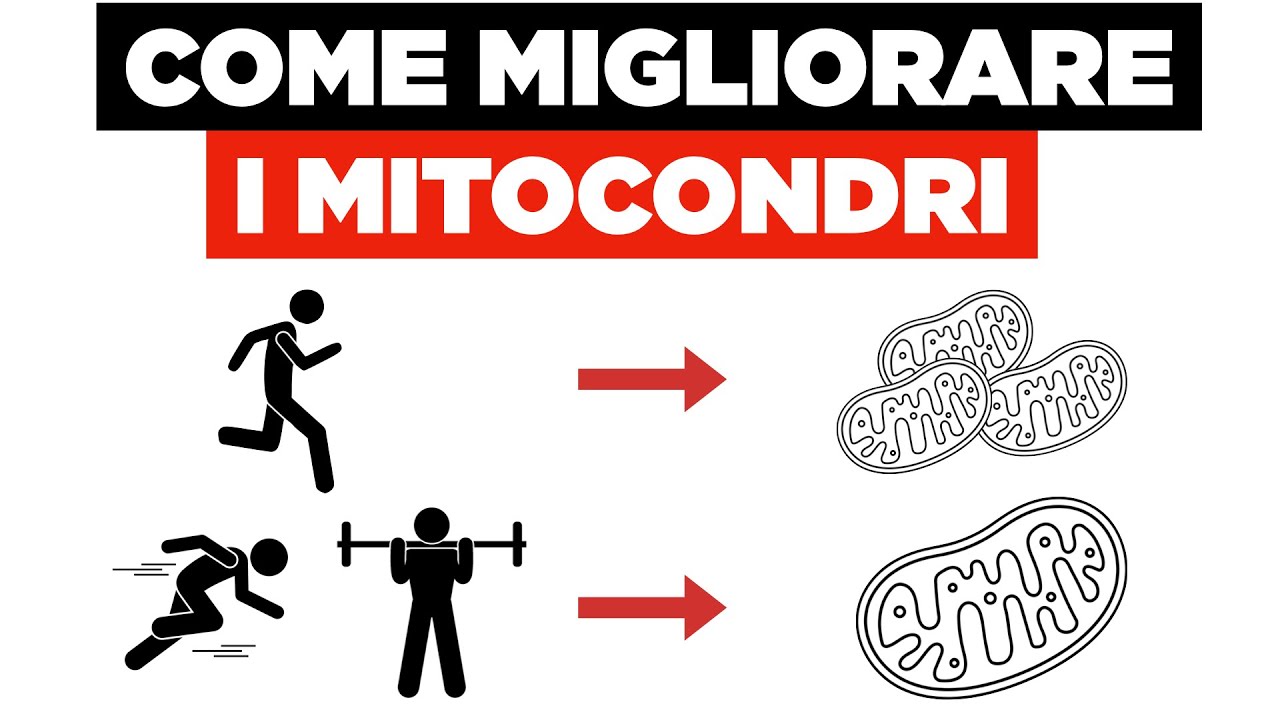 Mitocondri: funzioni e come migliorarli