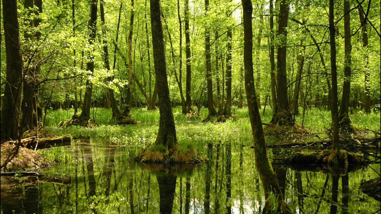 CEEweb for Biodiversity Live Stream