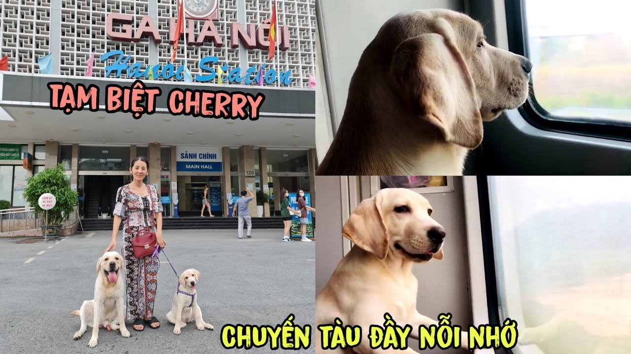 Tạm biệt Cherry, Chuyến tàu Hà Nội - Đà Nẵng đầy nỗi nhớ