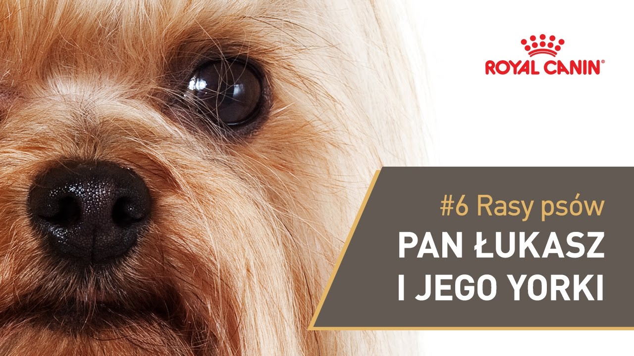 #6 Rasy ps&oacute;w - Pan Łukasz i jego yorki || ROYAL CANIN