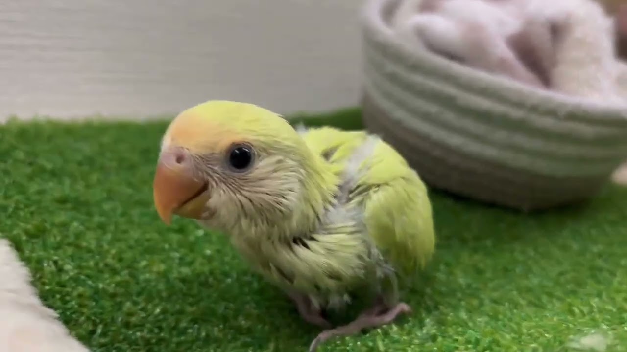 手乗り小桜インコ　色変わり