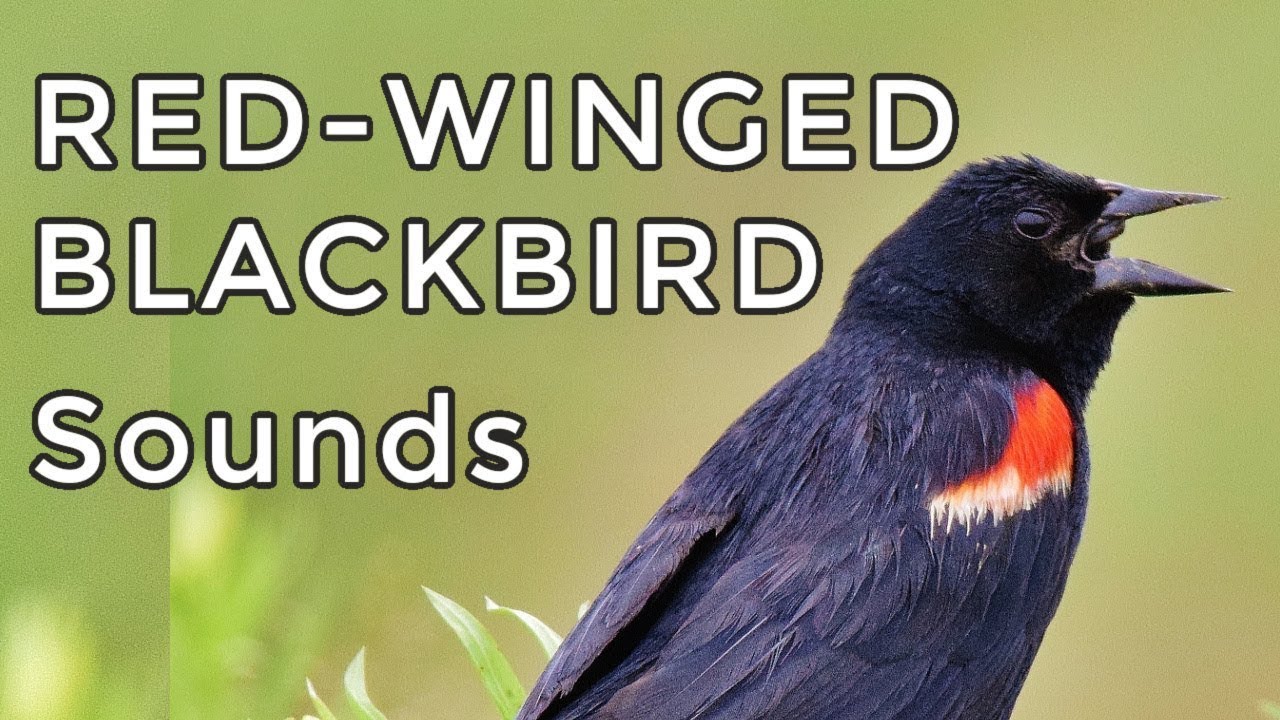 Red-winged Blackbird Sounds - Learn their 4 most common songs and calls!