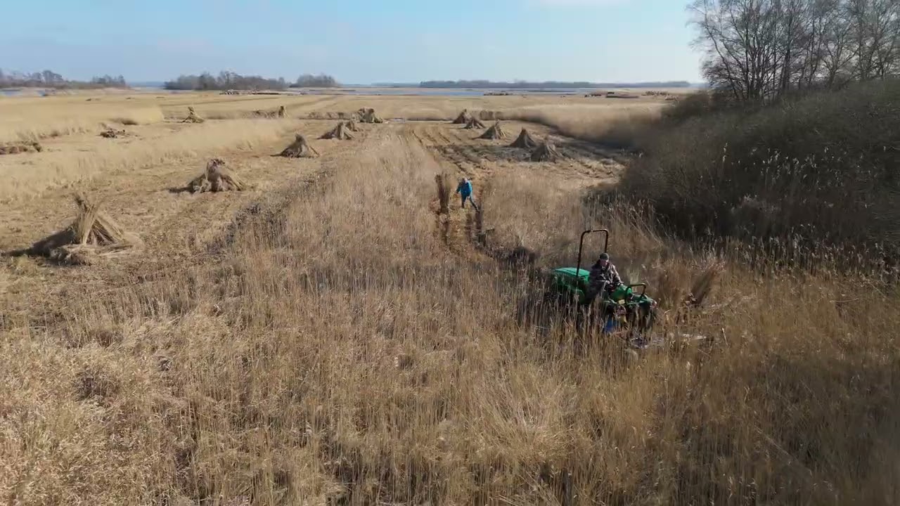 In het Wiedenriet - 2. Het maaien van het riet