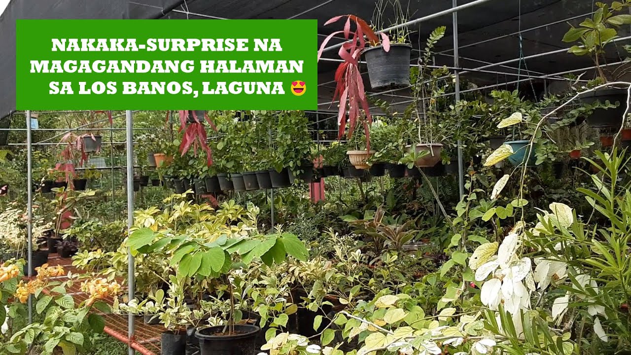 Nakaka-surprise na magagandang halaman sa Los Banos, Laguna