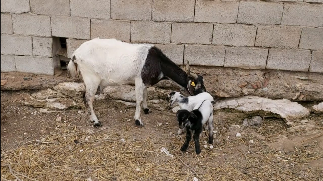 L.M   nos han parido las cabras 🇪🇸😉🌾🐐👍😇🐐
