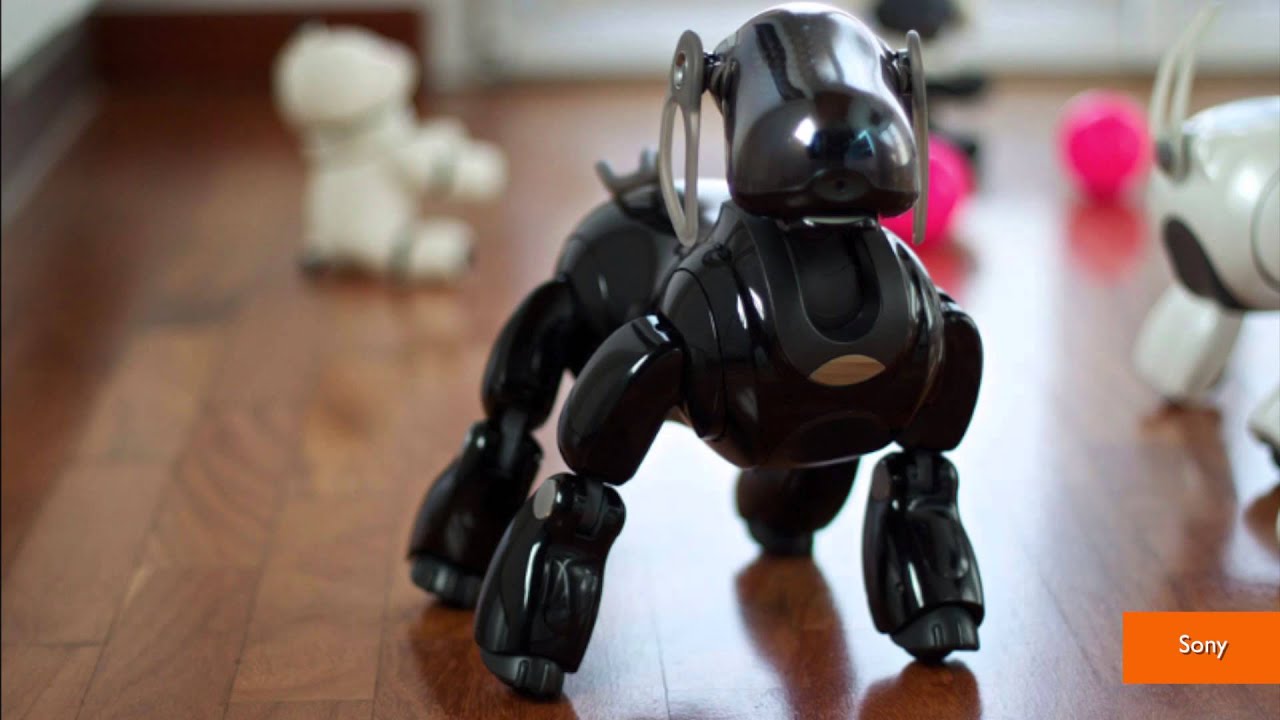 Funerals Held for Robotic Dogs in Japan