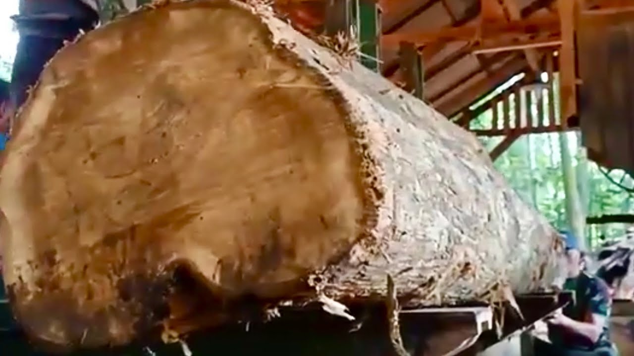 The Master's Precision at the Wood Mill: Sawing Long and Large Teak Logs