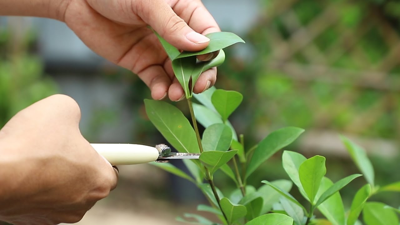 栀子花这种芽赶紧剪，不能拖到8月，不然9月花蕾变少，明年花也少