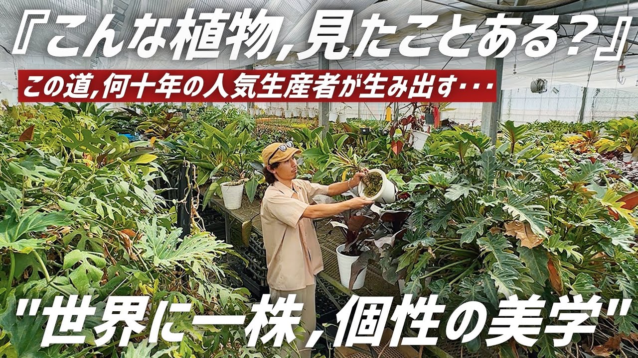 今まで見た事ない観葉植物に溢れた生産ハウスが楽し過ぎたDay!!【むらかみ園芸】