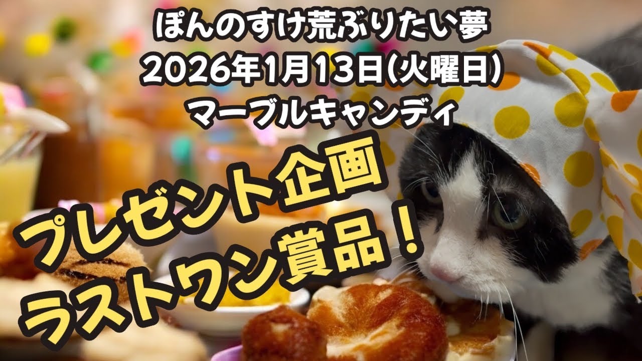 今日のぽんのすけ荒ぶりたい夢 2026年1月13日(火曜日) マーブルキャンディ #cat #ねこ #保護猫 