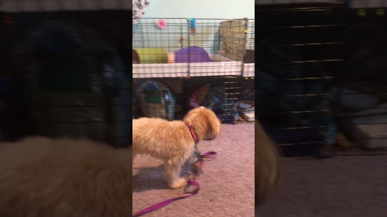 Wolf attacks pigs